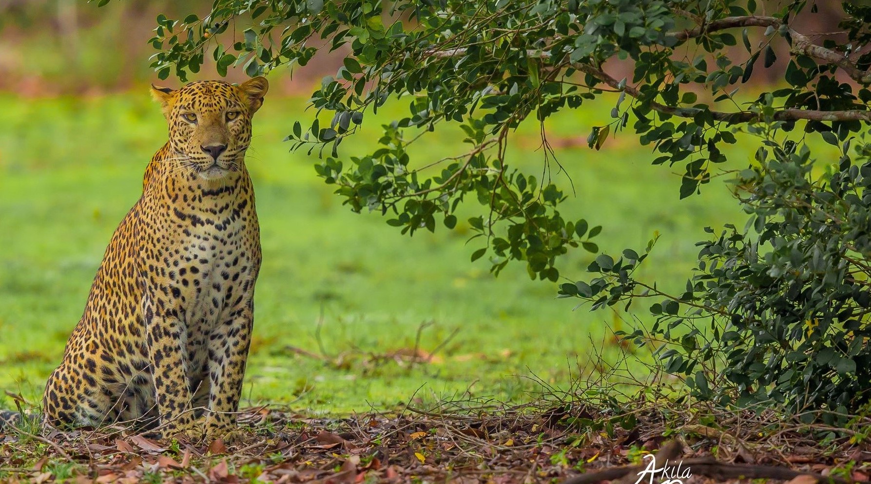 Sri Lankan leopard resting on a rock in Yala National Park